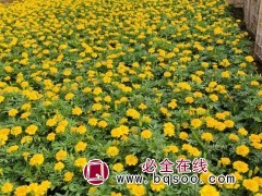 孔雀草