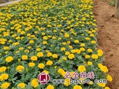 孔雀草
