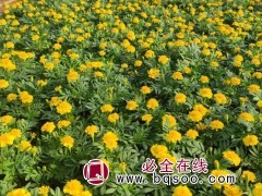 孔雀草