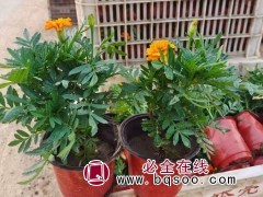 孔雀草