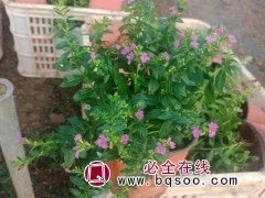 细叶萼