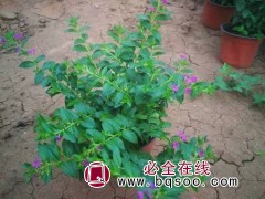 细叶萼