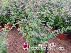 细叶萼
