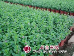 细叶萼