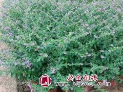 细叶萼