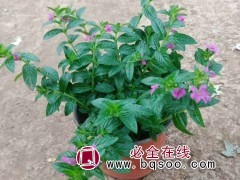 细叶萼
