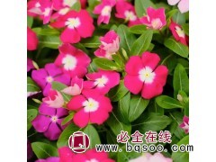 长春花苗 园林绿化盆栽观赏性花卉 基地 百藤绿化 沭阳花木图1