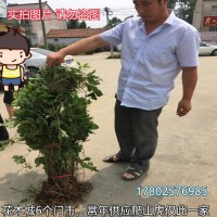 爬山虎苗 五叶地锦 三叶地锦基地 山体覆绿 沭阳爬墙虎爬藤