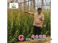 油麻藤苗基地种植 禾雀花 1-5米长常青油麻藤 矿山覆绿 沭阳花木基地图2