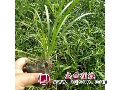 麦冬 花期5-8月 耐寒性好 冬季花坛绿化 青州花卉苗木基地图1
