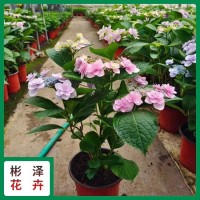 绣球 花期6-8月 不耐寒花型丰满 都以成片栽植 形成景观 青州花卉苗木基地