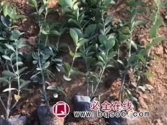 冬青