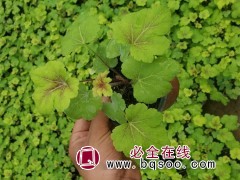 矾根