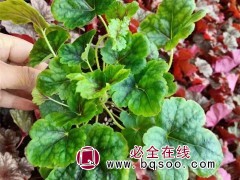 矾根