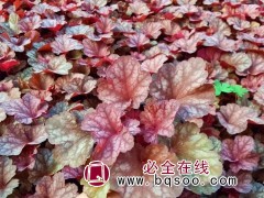 矾根