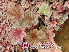 矾根