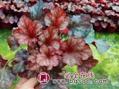 矾根