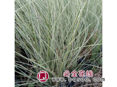 晨光芒 观赏草 盆栽绿植绿化用苗 耐寒 露天观赏草 青州花卉图1