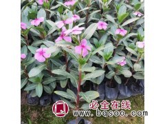 长春花 室内盆栽观赏 公园花坛盆栽 不耐寒 花期长 漳州花卉图1
