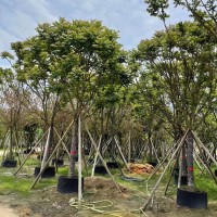 麻楝 园林绿化阴麻树 市政道路种植绿化风景树 漳州花木基地