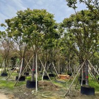 麻楝 园林绿化阴麻树 市政道路种植绿化风景树 漳州花木基地