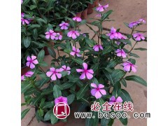 长春花 露地栽培 冠屹花圃常年种植 栽植槽观赏用 青州花卉图1