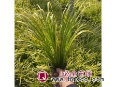 金叶石菖蒲 冠屹基地常年种植 多年生常绿植物 青州花卉基地图1