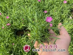 欧石竹