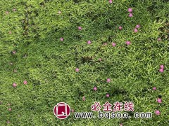 欧石竹