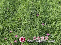 欧石竹