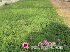 欧石竹