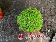 绿地球