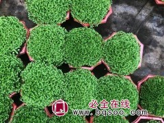 绿地球
