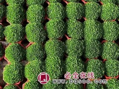 绿地球