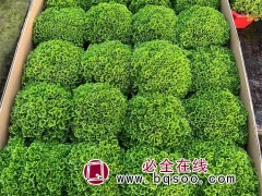 绿地球