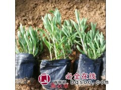 薰衣草 花海用苗 适合大片种植 适应性好 卓耀花卉 青州花卉图1