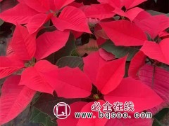 一品红