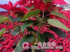 一品红