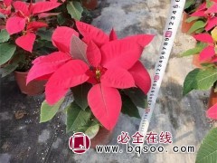 一品红