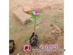 长春花 专业种植基地 适应性强 绿化道路 花坛 福建花卉图1