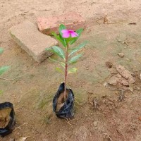 长春花 专业种植基地 适应性强 绿化道路 花坛 福建花卉