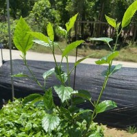 扶桑大袋 地被植被 花期长 销售彩叶植物 朱槿 园林工程