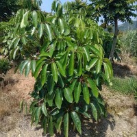 大叶伞 植袋绿植 室内观叶植物 观赏性佳 基地批发 大量供应 漳州花卉