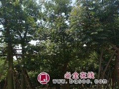 大腹木棉