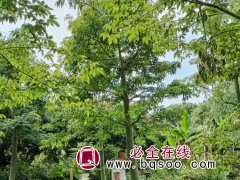 大腹木棉