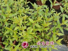 巴西野牡丹