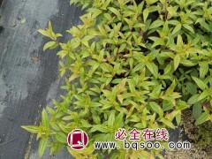 巴西野牡丹