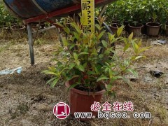 巴西野牡丹