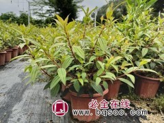 巴西野牡丹