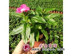 鉴悦农业 天天开 长春花 金盏草 性喜高温 高湿耐半阴 租摆图1